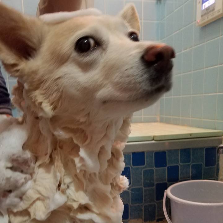 8d12fa16 90b5 42f3 af11 afad3f3747dc 1586260958863