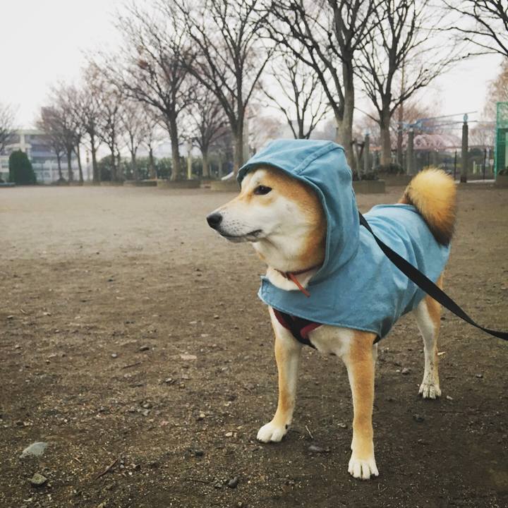 8d15cf0c 4a47 4f55 86a5 cec4ec03c83f 1516205132348