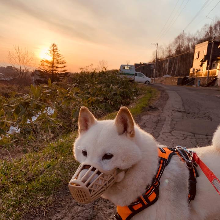 8d186fe4 ddab 4091 a518 0730f89ccb97 1618521598738