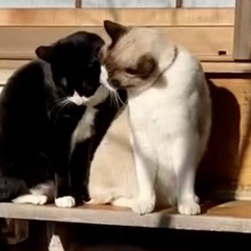 8d1a6932 6dc7 4544 9a46 de32adfbdfcf 1734552839255