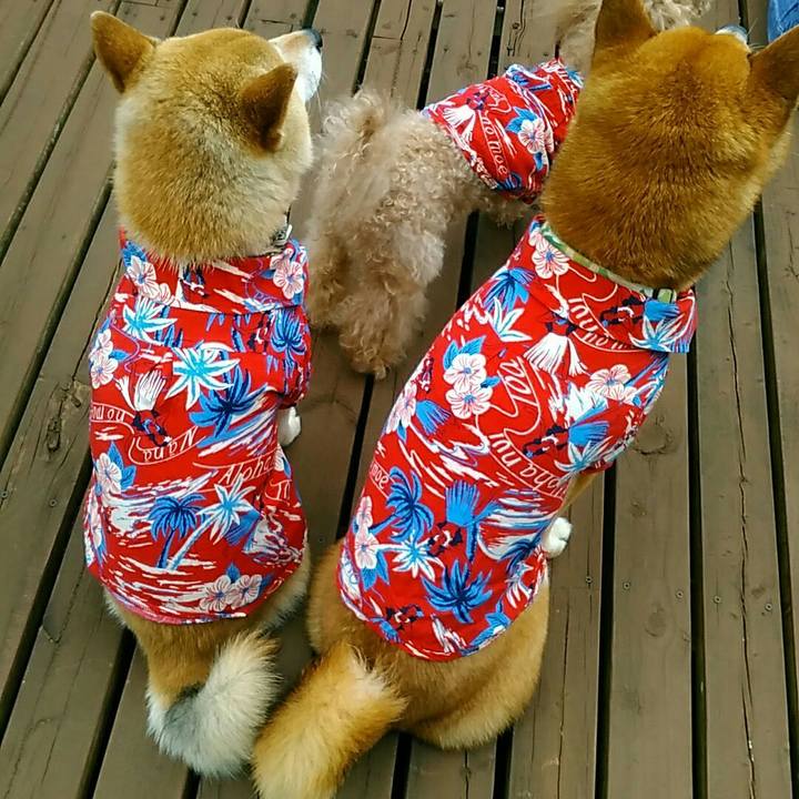 8d1d3097 a5cb 46aa b641 ac696988ab88 1560847509495