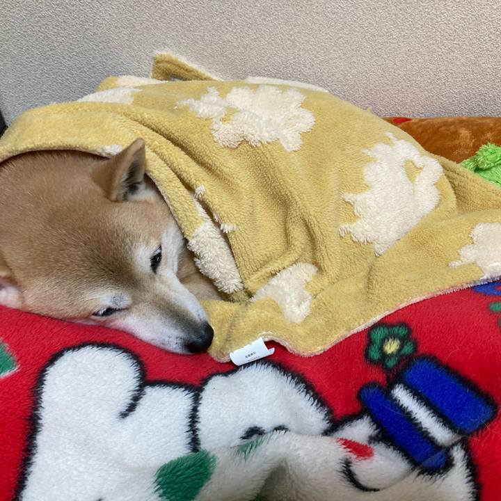 8d1ef05c 4993 46f5 9015 041fe9436a3e 1615116720295