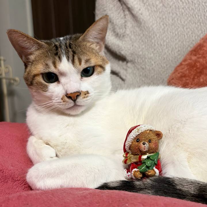 8d26a25b c380 4676 aa0c 06f297293f93 1765436788505