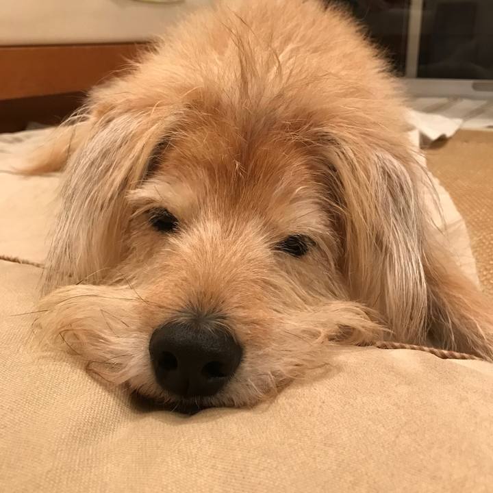 8d276095 9498 41c6 b665 e114468238bc 1545827843381