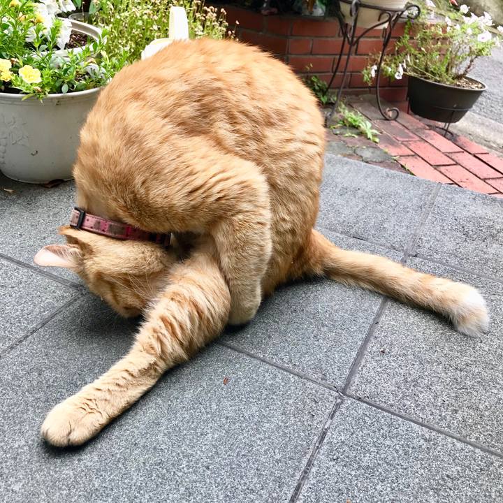 8d2775a6 d4e1 4c0b 811c 61aefd644a89 1527495026006