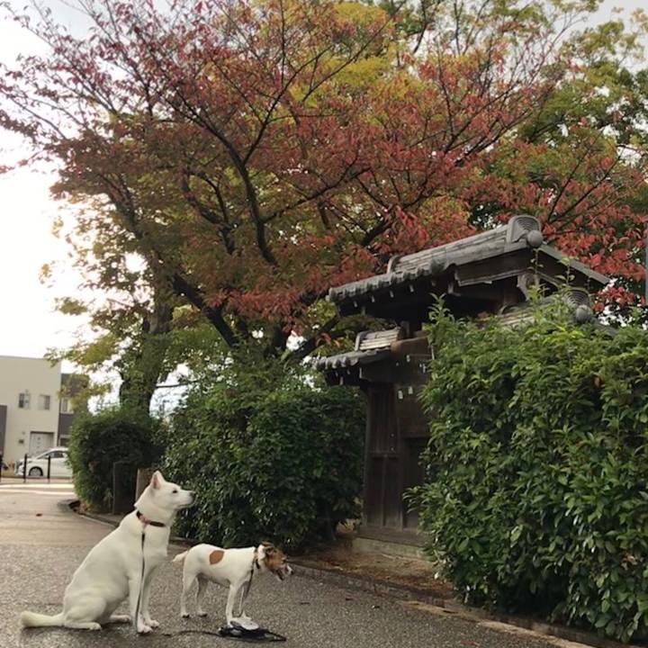 8d2aae3f 6e55 4f44 bd20 b276088ad459 1540634433923