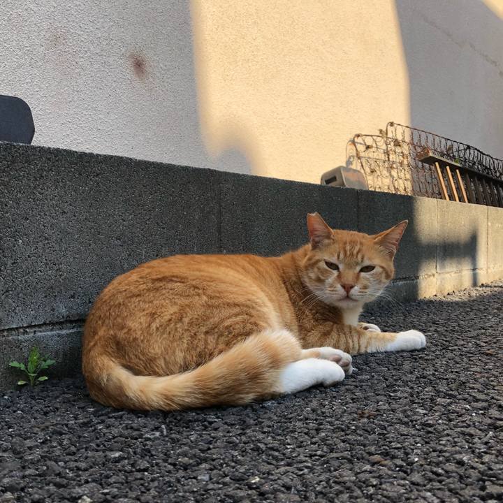 8d2b42ae d061 4283 9d31 545f009cea34 1589718673181