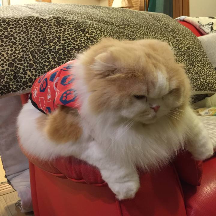 8d2c227c 1664 4273 b1ee d51a69330b02 1514888056282