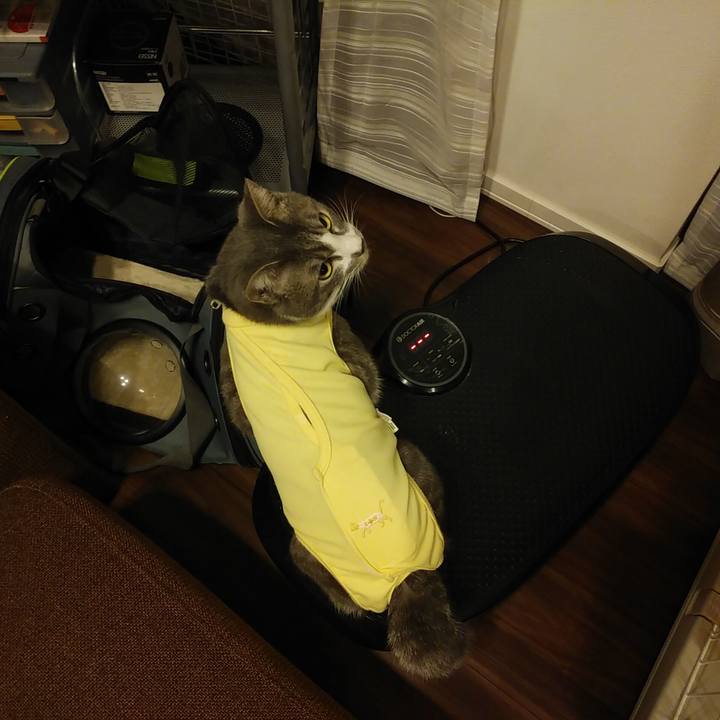 8d2e2be6 6eda 41a4 aebf 758e06dd45ee 1584540033928