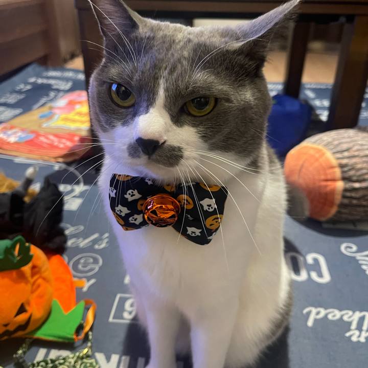 8d2f33f9 2aab 4da5 9ae3 0834ba90c831 1698739972306