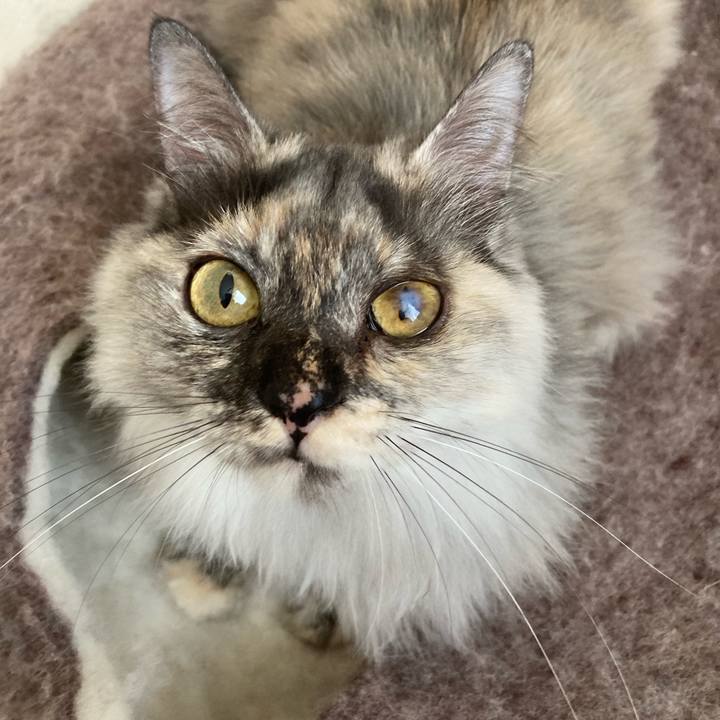 8d3586cc 3126 4e55 9c86 4593ca7835c1 1732581083899