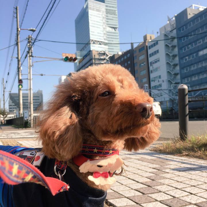 8d38ecb4 d43b 4f31 9ed1 165231c4f044 1509961492734