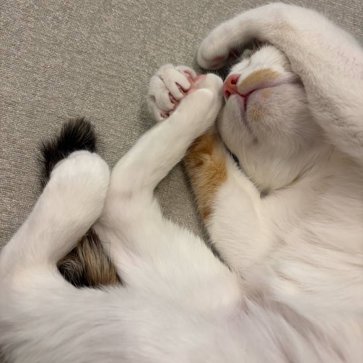 8d45b133 4e31 47e2 9186 02ad6c7c9336 1770546935622