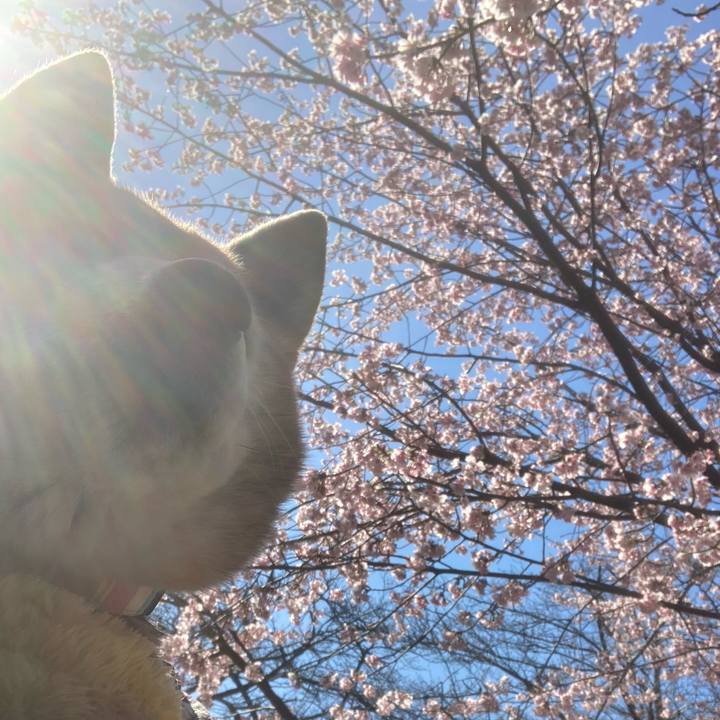 8d472008 a2de 4450 a597 3e0889e47333 1773286251778