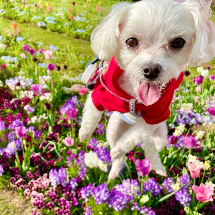 8d47de1a a9e8 4843 a4b0 89ffd60fce4e 1617773921221