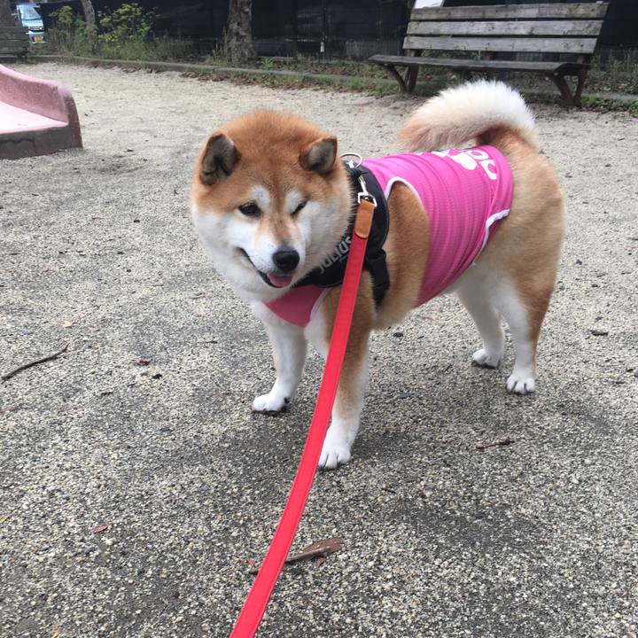 8d487e77 4136 4c3b 816e 8a86ee906fc6 1593556229915