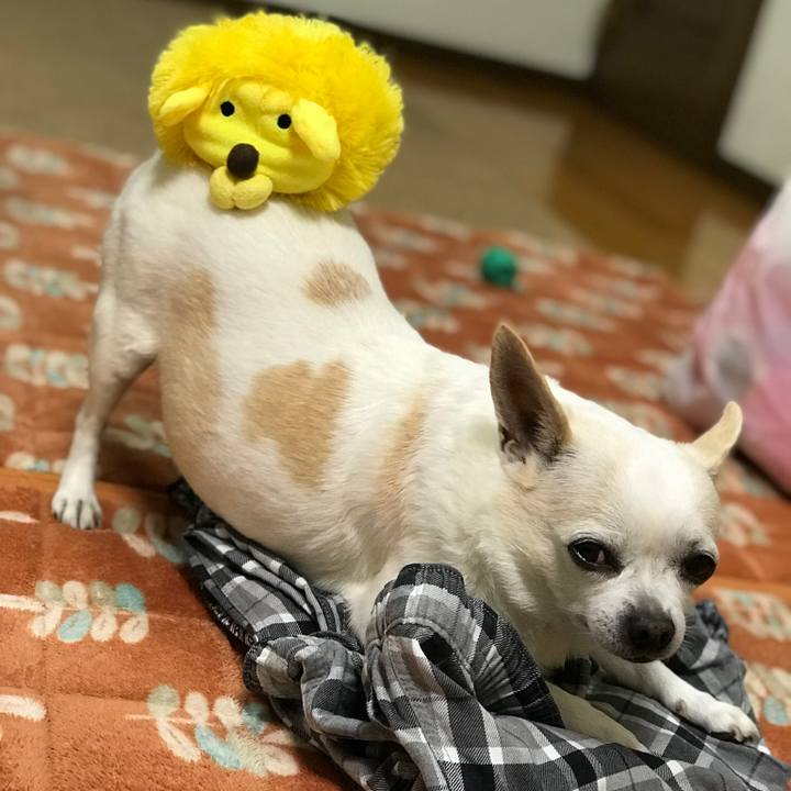 8d4d6dc3 c57b 4ee1 8c34 94aefc9cd994 1548943383650