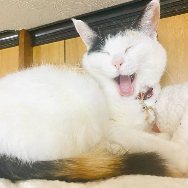 8d4e4041 ba78 48b2 aec6 384fe2633c95 1711190851839