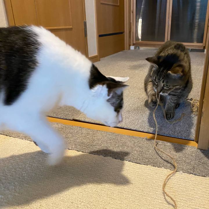 8d54141a 0038 4d16 b462 8e1ccce783b9 1762994702507