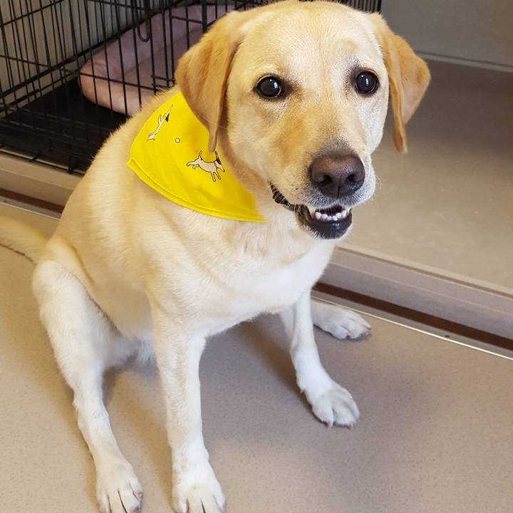 8d54e47f d136 439f 807c f1684644f2dd 1535246855913