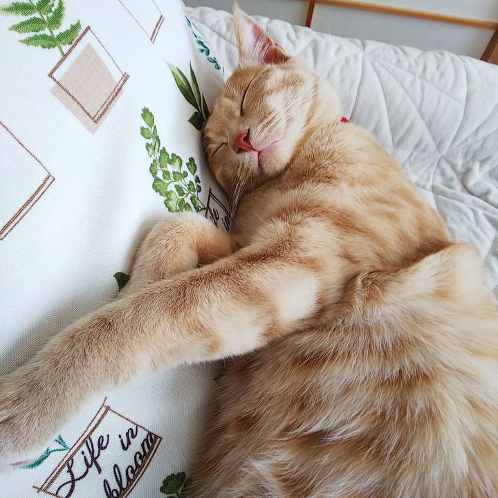 8d5d34f0 c8f9 4504 acd0 c6df82c33b37 1560044034906