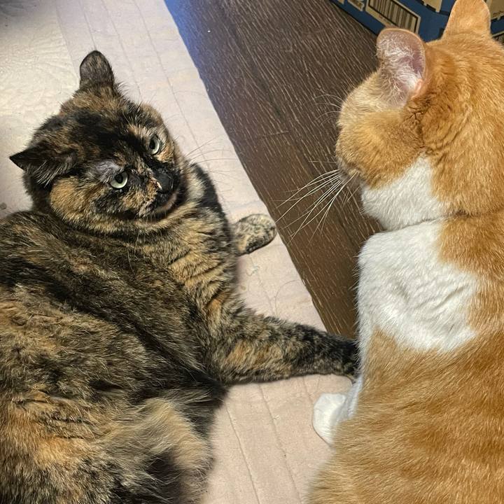 8d5fd324 333f 484a 85c7 b453c3e5df89 1774739564023