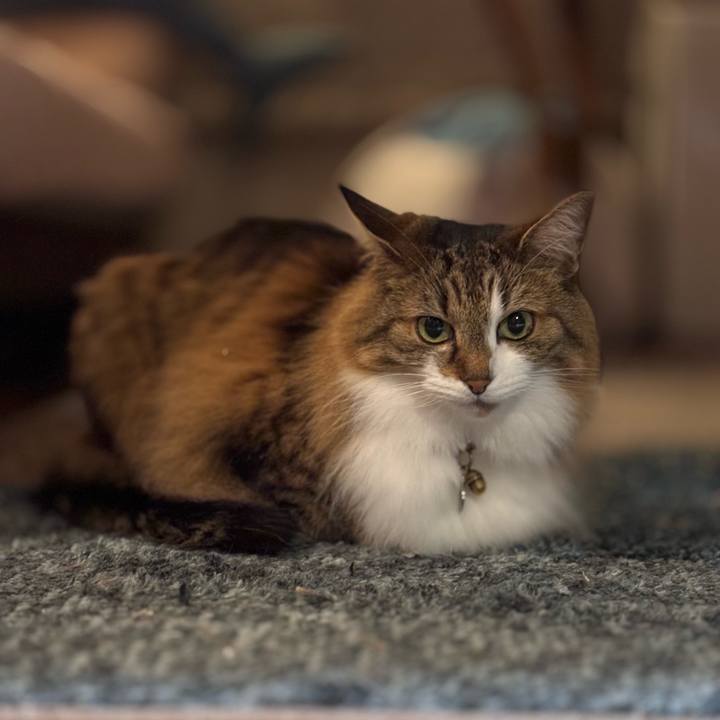 8d623690 ea15 440e 8b80 304f544d734b 1761725244334