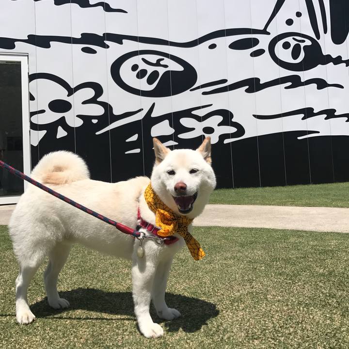 8d631489 0b8b 4296 8c7d bd16c258c689 1526786150394