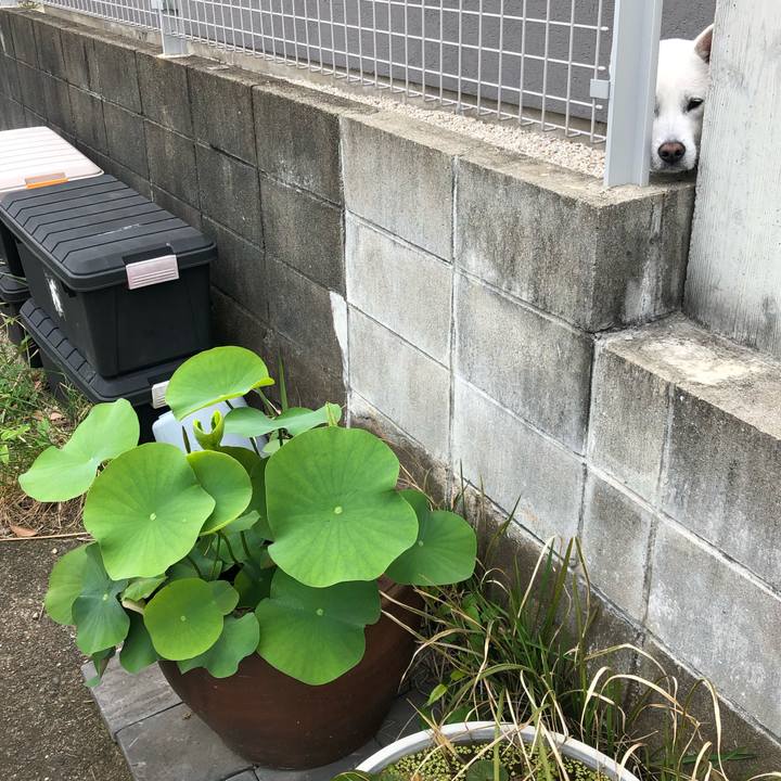 8d63f032 e00b 48ac 992d 31ee1ad1e655 1589076424963