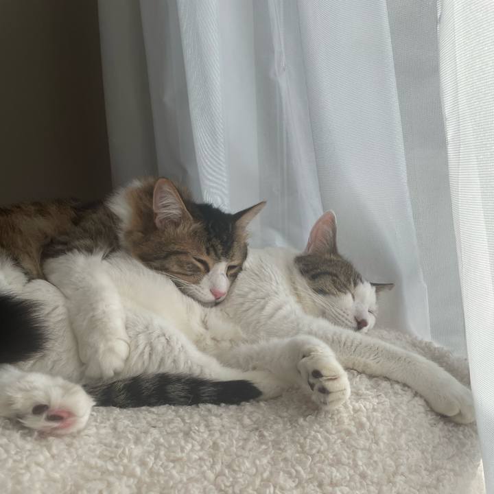 8d684595 7fab 4e12 a7cc 8e3b08b8e872 1764997510309