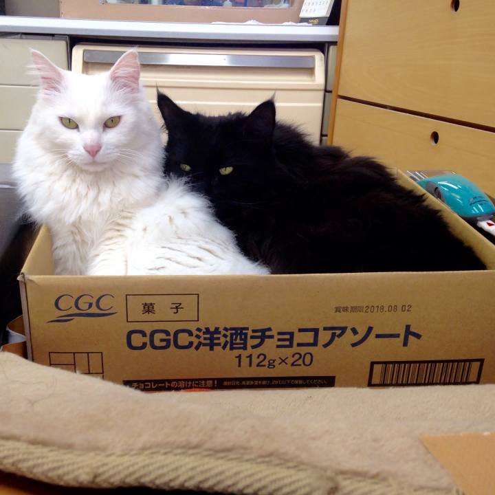 8d6a5e44 792f 4db0 a2c3 f0d187afa147 1519255117162