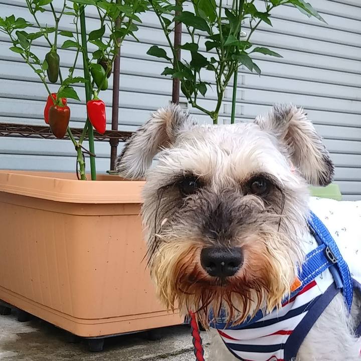 8d6b9acd ee81 4e88 b75f 7b55424f91ce 1626387616783