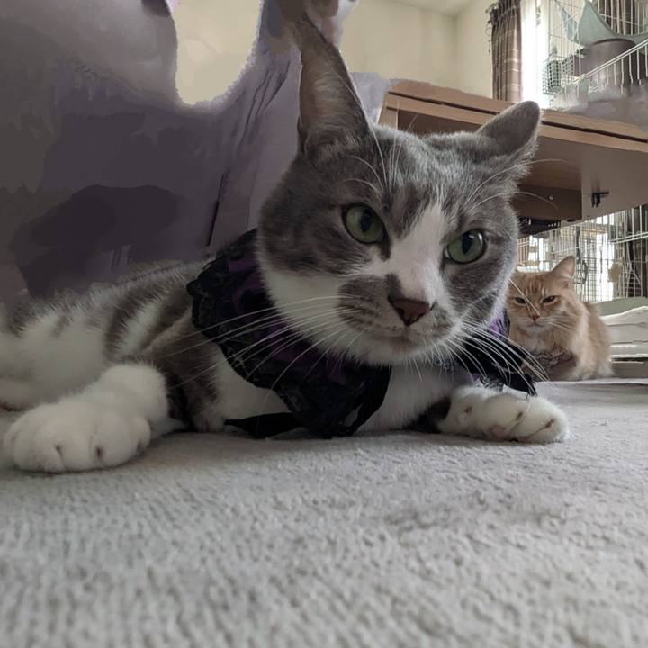 8d6dcde6 3de4 4291 a783 64fd62225aee 1730339559917