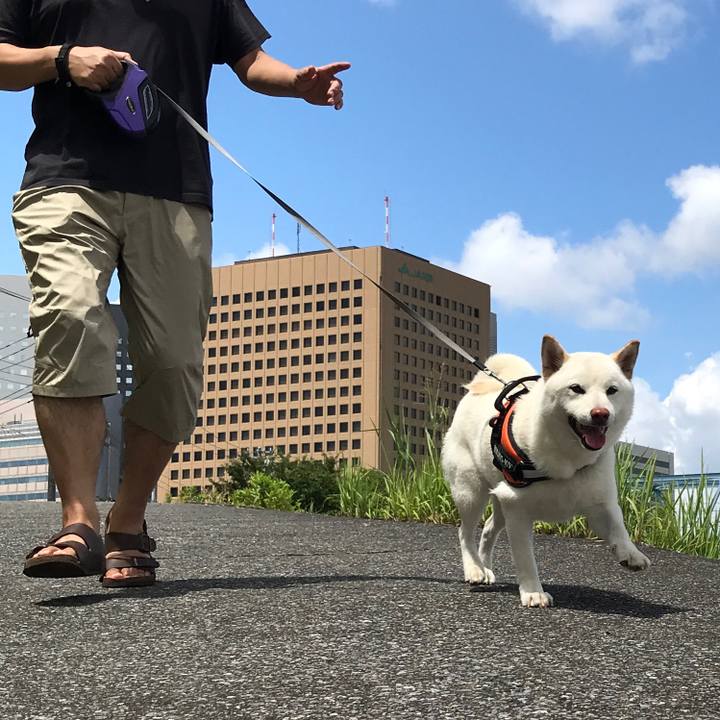 8d77a6f3 9db5 4485 80b8 ad4b00dcbaae 1532832072488