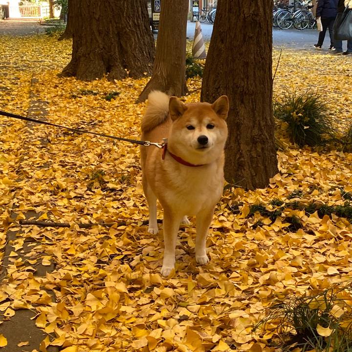 8d787fa6 7210 4b27 809c a68106473b1c 1575799650980