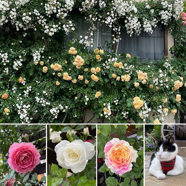 8d78b7f5 cccd 4713 83ab 1c429644044e 1622786180178