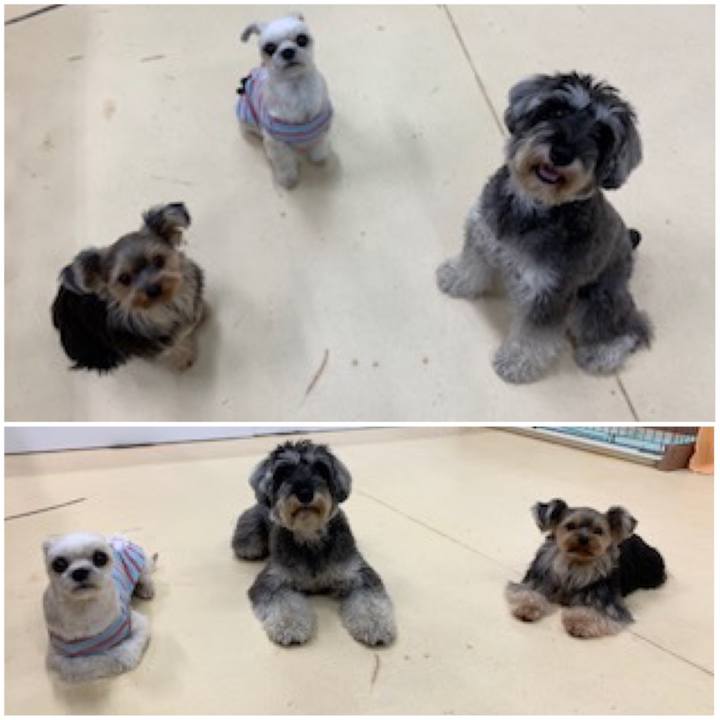 8d7ba2e1 6c84 401c ad82 0a2699bfc5d9 1575978114031