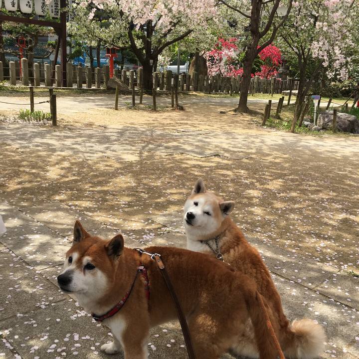 8d8546ab ab57 422e bfe7 1cb5c50745a9 1522565535111