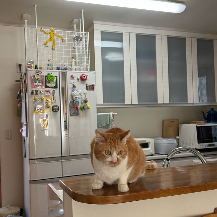 8d8816e8 5890 41ff 96f6 bb138ea7b0c4 1770087456986