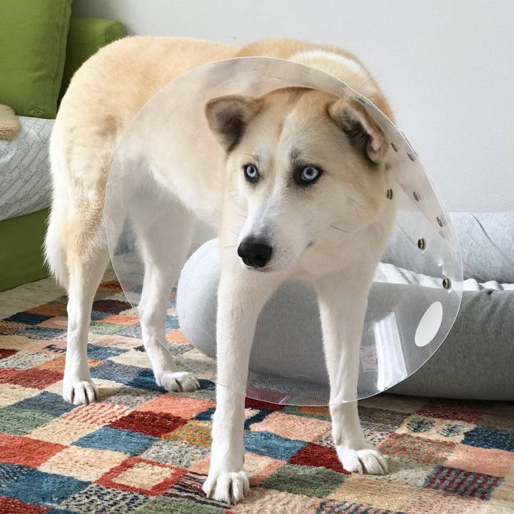 8d8b477f 62a6 4540 b874 73d27a21575a 1518145440195