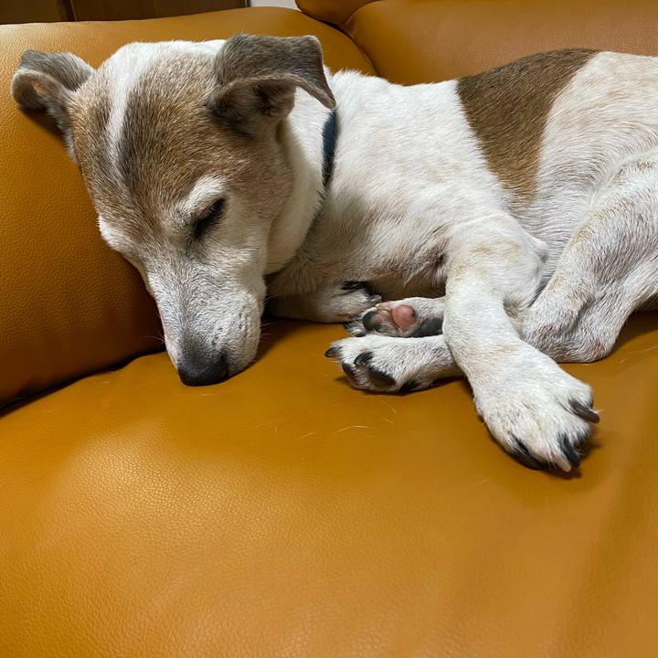 8d8dc2b5 1a18 481e afff d59aba595acc 1617829249048