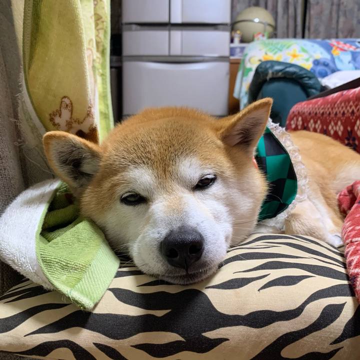 8d8e9333 3761 4a2c 8029 d766d2f79495 1616413173966