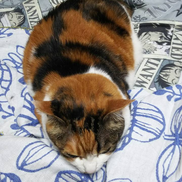 8d8e961f 3c0f 4c8d a717 aa39c7fa419f 1529358288266