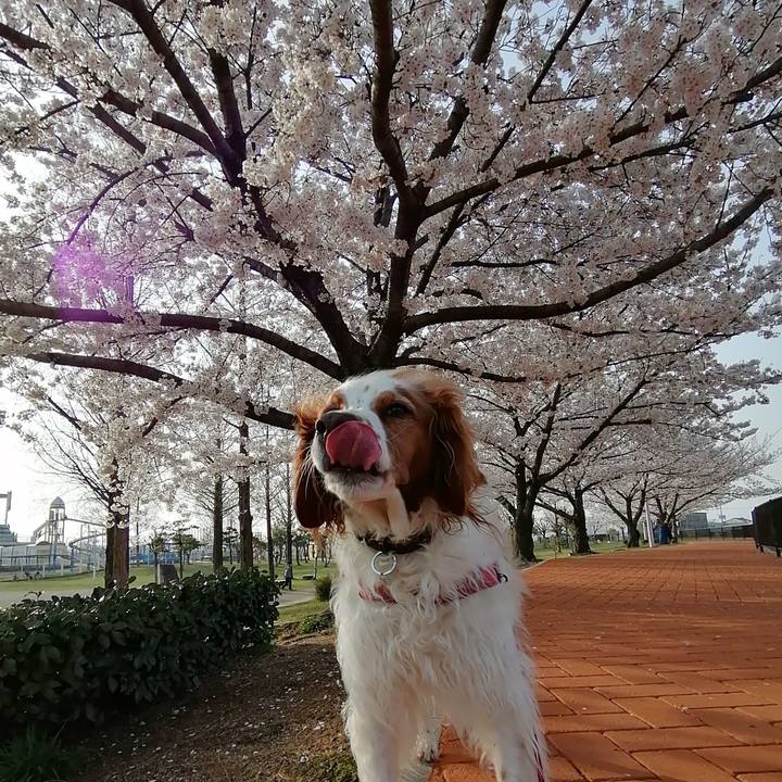 8d908d3c bc1a 467a 9285 dc867e98d301 1617015430784