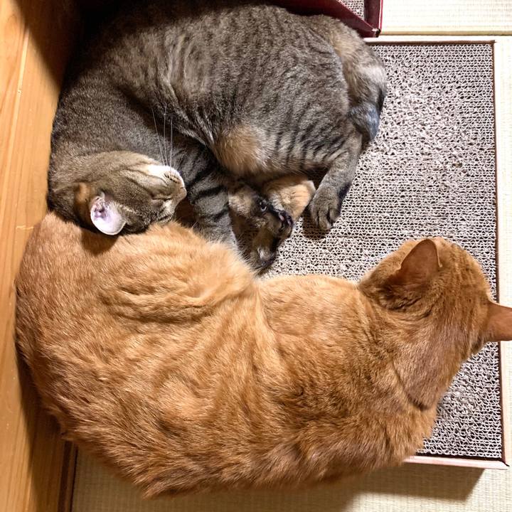 8d90bd6f 6e91 4d49 9a7f b2a9a8a4b311 1593775116639