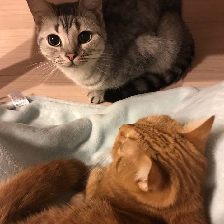 8d9283b0 361c 498d 8341 79554eb2e1fc 1508152818414