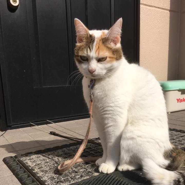 8d96ad8c c9b1 49cd 9422 ebfb73dd42c4 1510045673732