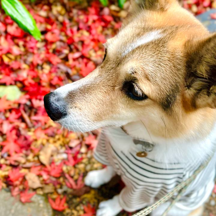 8d9729ec d160 480c b944 ad76ccdd922e 1763592942996