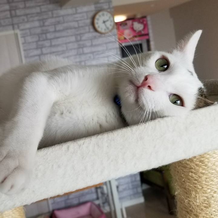 8d9b9aaa 707e 4301 97bd 7de10ae871e4 1522306122039