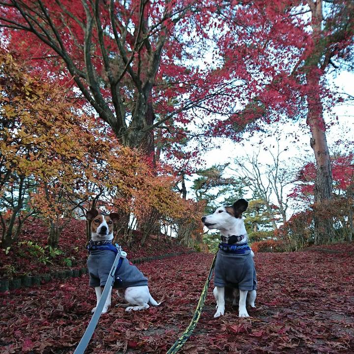 8da26239 ba85 4619 922c f24fe19ed719 1541886911957